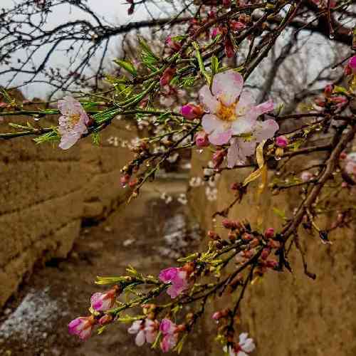 جواد نکایی پسری دارمه که به دنیا ندمه